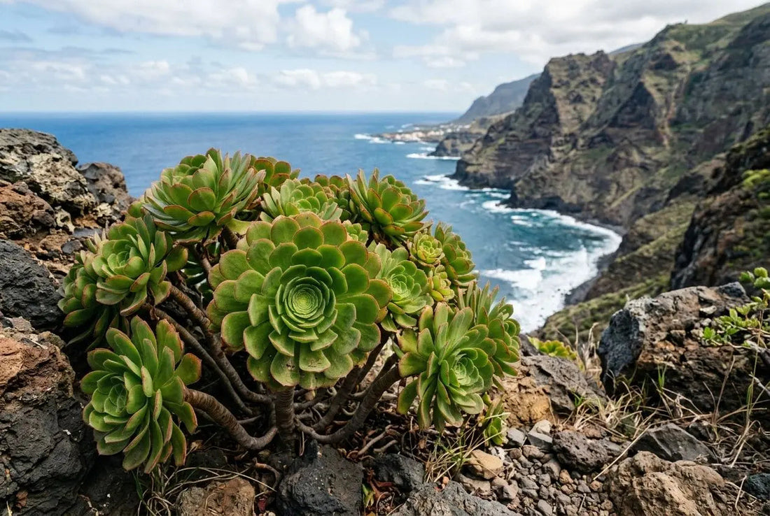Aeonium succulente : culture et variétés des îles Canaries