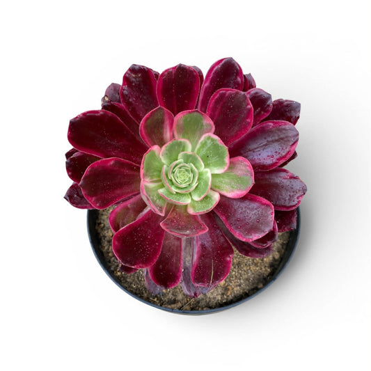 Aeonium 'Wedding Dress' – Rosette Pourpre & Cœur Vert, rosette succulente colorée dans un petit pot.